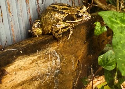 wilde spaces facebook gallery 43